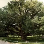 Chortitza_Oak_Tree
