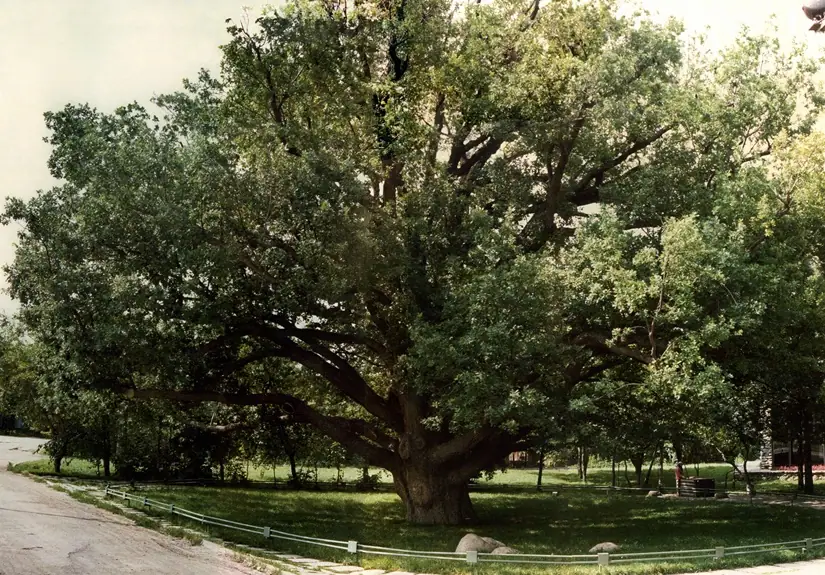 Chortitza_Oak_Tree