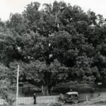 Запорізький дуб