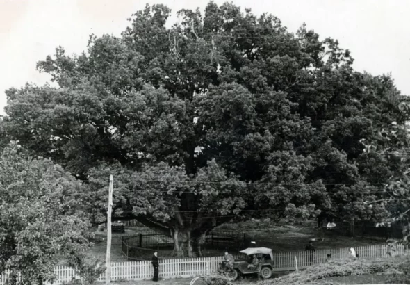 Запорізький дуб