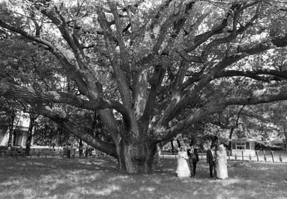Запорізький дуб
